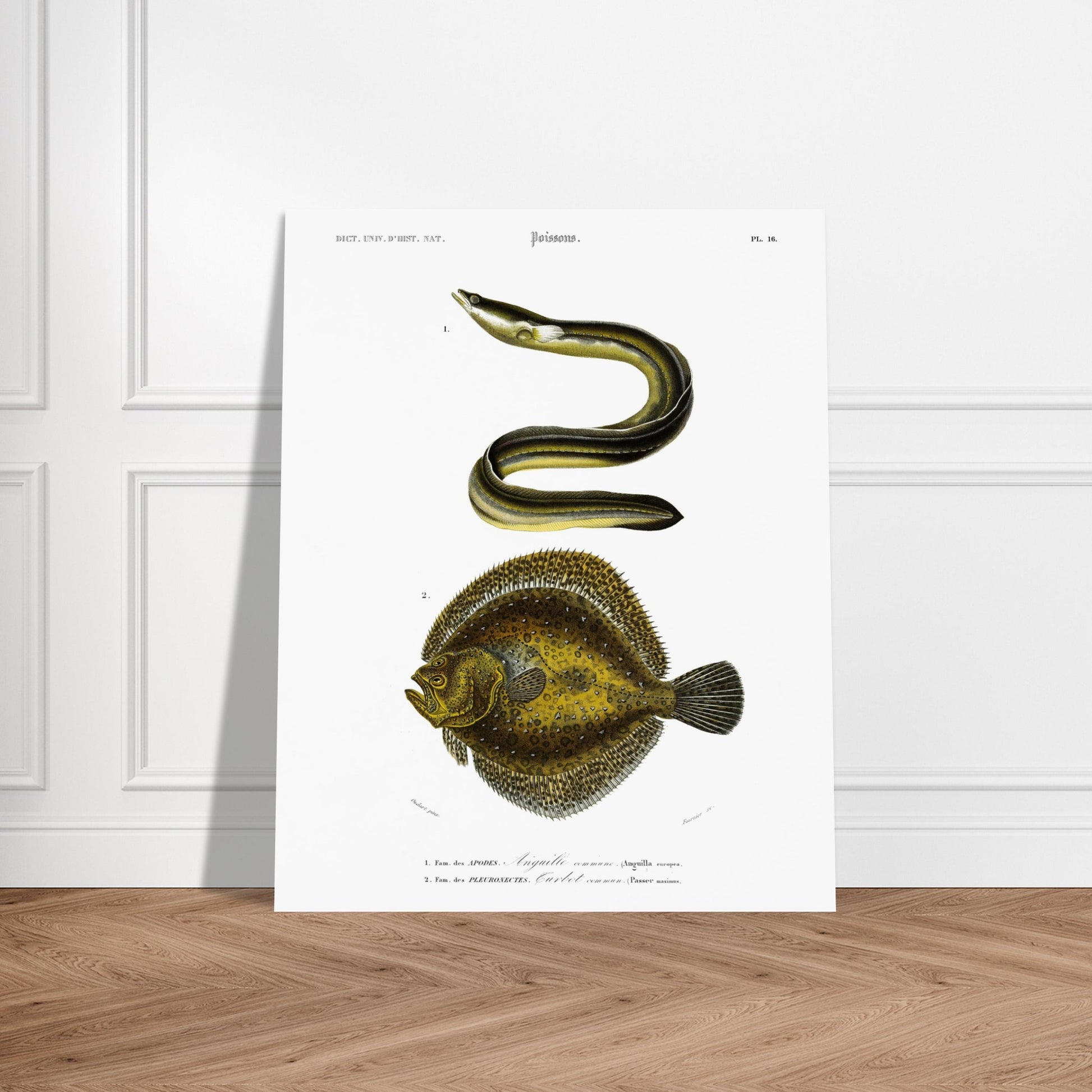 Illustration de poissons : Turbot commun et Anguille commune - d'Orbigny. Planche d'illustration scientifique du Dictionnaire Universel d'Histoire Naturelle de Charles d'Orbigny, représentant une anguille commune et un turbot commun. Image d'illustration 6