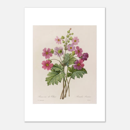 Illustration botanique Primevère de Chine par Pierre-Joseph Redouté (21x29,7 cm (A4)). Planche botanique ancienne d'une primevère de Chine par Pierre-Joseph Redouté, représentant une tige avec plusieurs fleurs roses ouvertes et des boutons.
