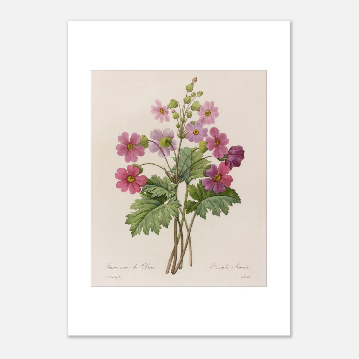 Botanical Illustration Chinese Primrose by Pierre-Joseph Redouté (21x29,7 cm (A4) / 8.3x11.7″). Antique botanical plate of a Chinese primrose by Pierre-Joseph Redouté, depicting a stem with several open pink flowers and buds.