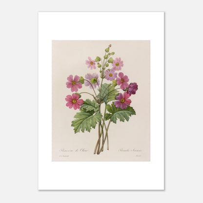 Illustration botanique Primevère de Chine par Pierre-Joseph Redouté (29,7x42 cm (A3)). Planche botanique ancienne d'une primevère de Chine par Pierre-Joseph Redouté, représentant une tige avec plusieurs fleurs roses ouvertes et des boutons.