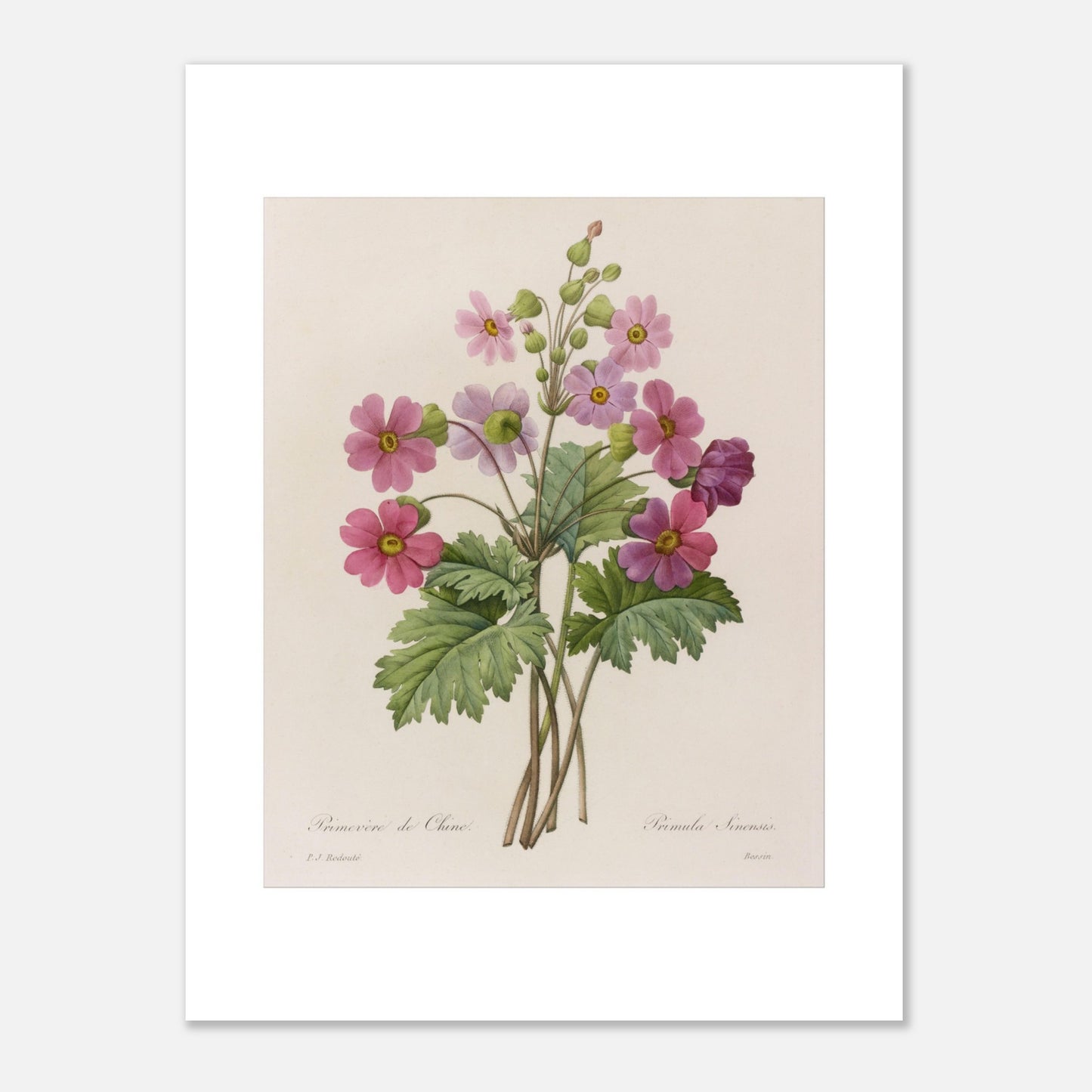 Illustration botanique Primevère de Chine par Pierre-Joseph Redouté (30x40 cm). Planche botanique ancienne d'une primevère de Chine par Pierre-Joseph Redouté, représentant une tige avec plusieurs fleurs roses ouvertes et des boutons.