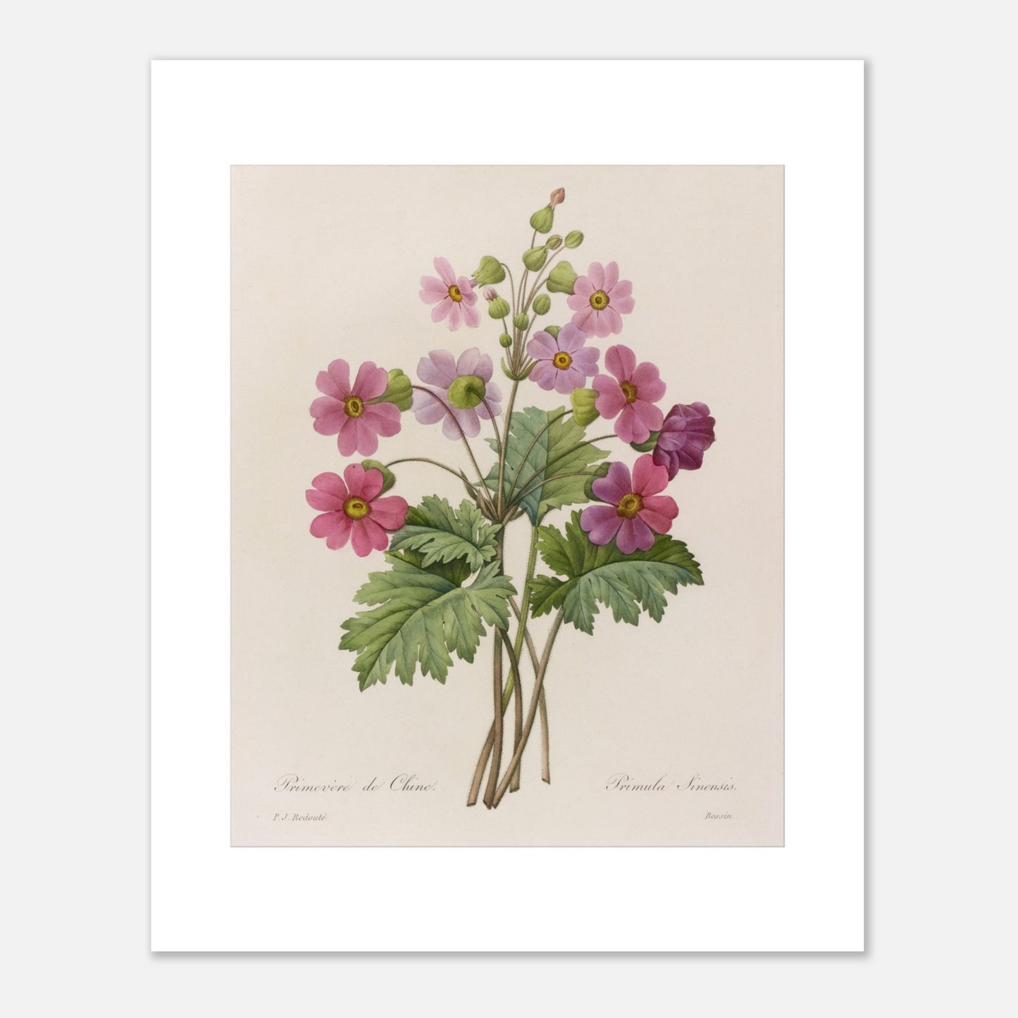 Illustration botanique Primevère de Chine par Pierre-Joseph Redouté (40x50 cm). Planche botanique ancienne d'une primevère de Chine par Pierre-Joseph Redouté, représentant une tige avec plusieurs fleurs roses ouvertes et des boutons.
