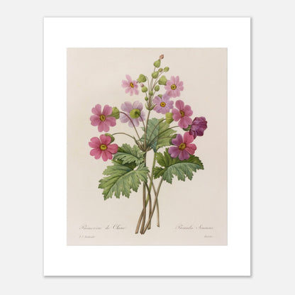 Illustration botanique Primevère de Chine par Pierre-Joseph Redouté (40x50 cm). Planche botanique ancienne d'une primevère de Chine par Pierre-Joseph Redouté, représentant une tige avec plusieurs fleurs roses ouvertes et des boutons.