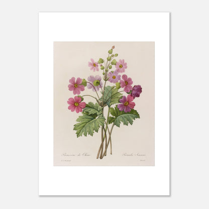 Illustration botanique Primevère de Chine par Pierre-Joseph Redouté (50x70 cm). Planche botanique ancienne d'une primevère de Chine par Pierre-Joseph Redouté, représentant une tige avec plusieurs fleurs roses ouvertes et des boutons.