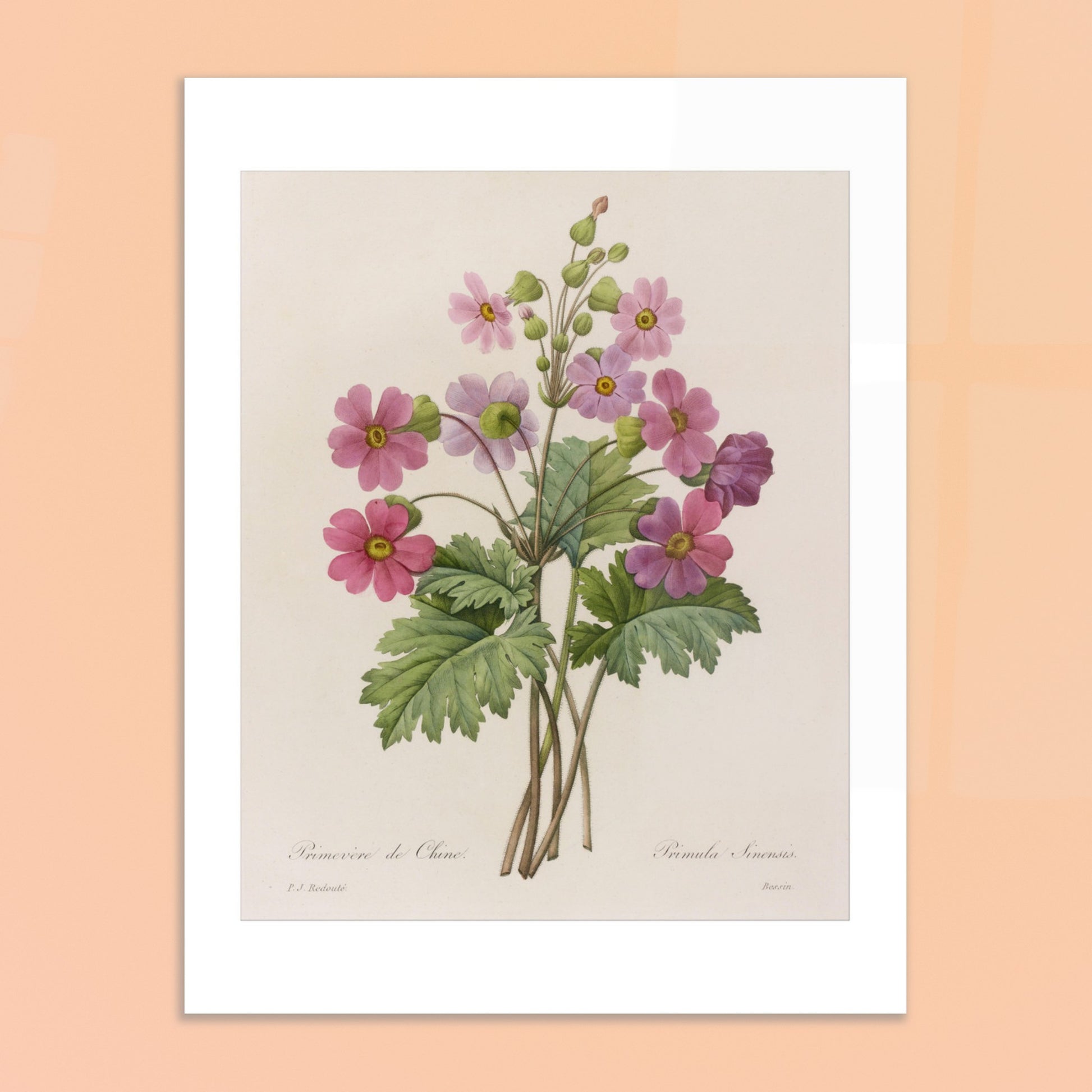 Illustration botanique Primevère de Chine par Pierre-Joseph Redouté. Planche botanique ancienne d'une primevère de Chine par Pierre-Joseph Redouté, représentant une tige avec plusieurs fleurs roses ouvertes et des boutons. Image d'illustration 6
