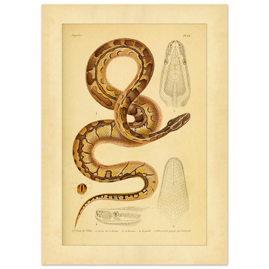 Sevas Python: Reproduktion einer antiken Schlangenillustration (50x70 cm). Reproduktion einer alten Abbildung eines Sebatons, mit Details des Kopfes, des Auges und der Schuppenplatten.