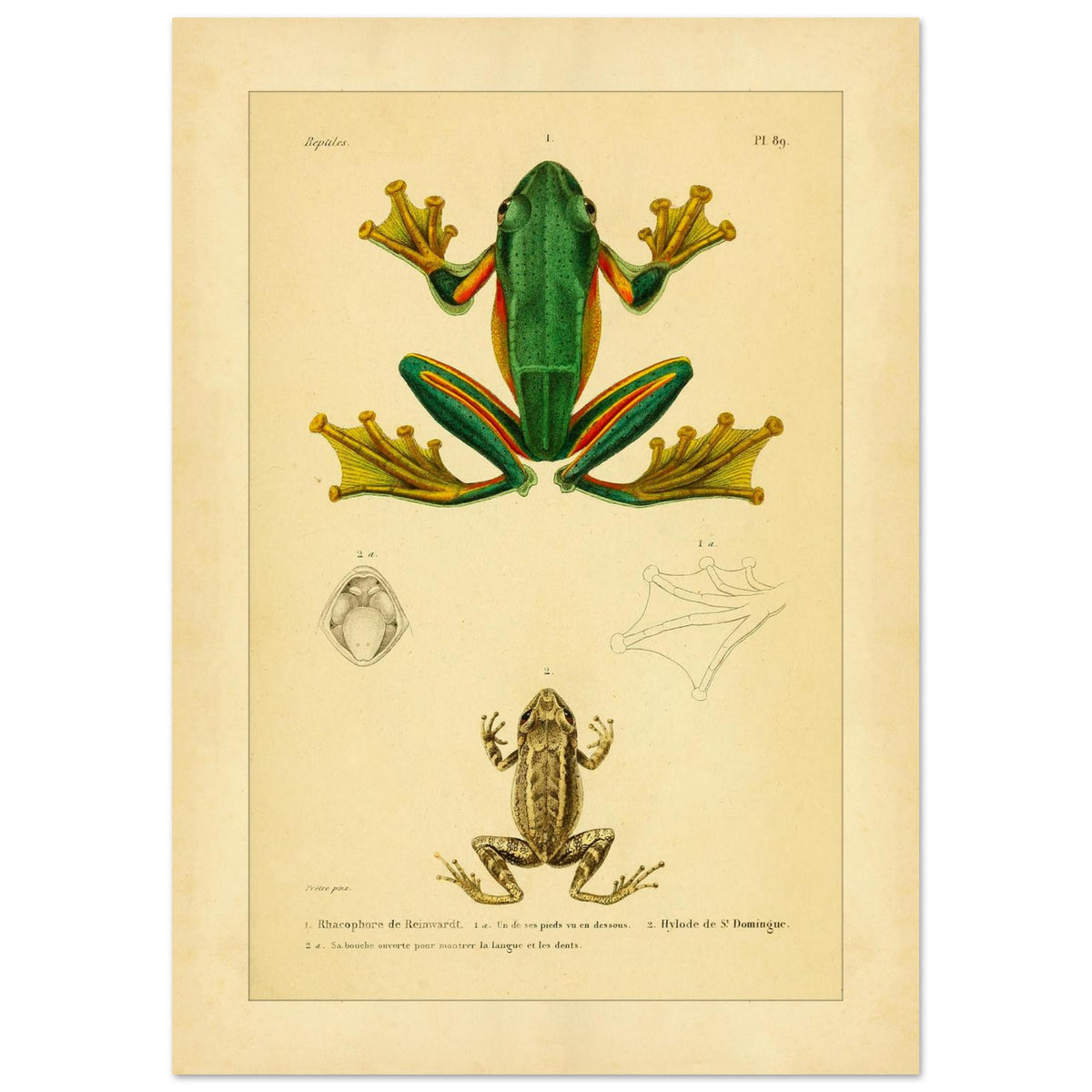 Reinwardts Ruderfrosch und Hyloden: Alte Amphibienillustration (21x29,7 cm (A4)). Naturhistorische Tafel aus dem Werk "Erpétologie générale ou Histoire naturelle complète des reptiles" von A.-M.-C. Duméril (1834-1840), die einen Reinwardts Ruderfrosch und einen Martinique-Pfeiffrosch zeigt.