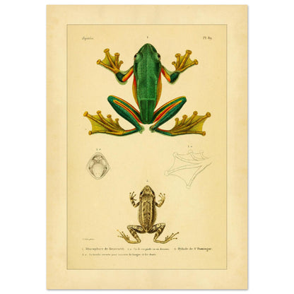 Reinwardts Ruderfrosch und Hyloden: Alte Amphibienillustration (21x29,7 cm (A4)). Naturhistorische Tafel aus dem Werk "Erpétologie générale ou Histoire naturelle complète des reptiles" von A.-M.-C. Duméril (1834-1840), die einen Reinwardts Ruderfrosch und einen Martinique-Pfeiffrosch zeigt.