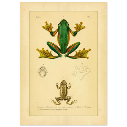 Reinwardts Ruderfrosch und Hyloden: Alte Amphibienillustration (29,7x42 cm (A3)). Naturhistorische Tafel aus dem Werk "Erpétologie générale ou Histoire naturelle complète des reptiles" von A.-M.-C. Duméril (1834-1840), die einen Reinwardts Ruderfrosch und einen Martinique-Pfeiffrosch zeigt.
