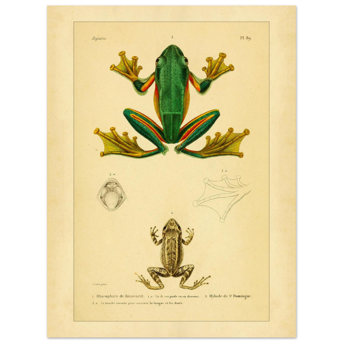 Reinwardts Ruderfrosch und Hyloden: Alte Amphibienillustration (30x40 cm). Naturhistorische Tafel aus dem Werk "Erpétologie générale ou Histoire naturelle complète des reptiles" von A.-M.-C. Duméril (1834-1840), die einen Reinwardts Ruderfrosch und einen Martinique-Pfeiffrosch zeigt.