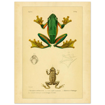 Reinwardts Ruderfrosch und Hyloden: Alte Amphibienillustration (30x40 cm). Naturhistorische Tafel aus dem Werk "Erpétologie générale ou Histoire naturelle complète des reptiles" von A.-M.-C. Duméril (1834-1840), die einen Reinwardts Ruderfrosch und einen Martinique-Pfeiffrosch zeigt.