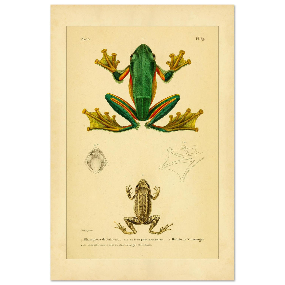 Reinwardts Ruderfrosch und Hyloden: Alte Amphibienillustration (40x60 cm). Naturhistorische Tafel aus dem Werk "Erpétologie générale ou Histoire naturelle complète des reptiles" von A.-M.-C. Duméril (1834-1840), die einen Reinwardts Ruderfrosch und einen Martinique-Pfeiffrosch zeigt.
