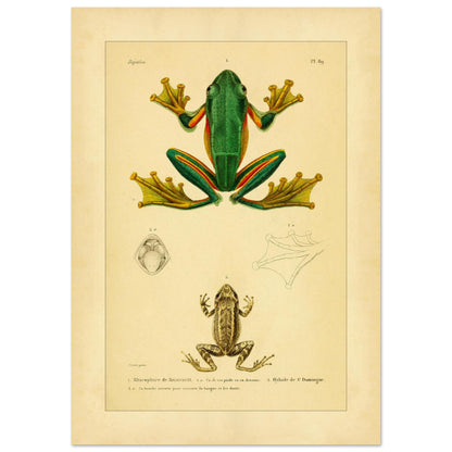 Reinwardts Ruderfrosch und Hyloden: Alte Amphibienillustration (42x59,4 cm (A2)). Naturhistorische Tafel aus dem Werk "Erpétologie générale ou Histoire naturelle complète des reptiles" von A.-M.-C. Duméril (1834-1840), die einen Reinwardts Ruderfrosch und einen Martinique-Pfeiffrosch zeigt.