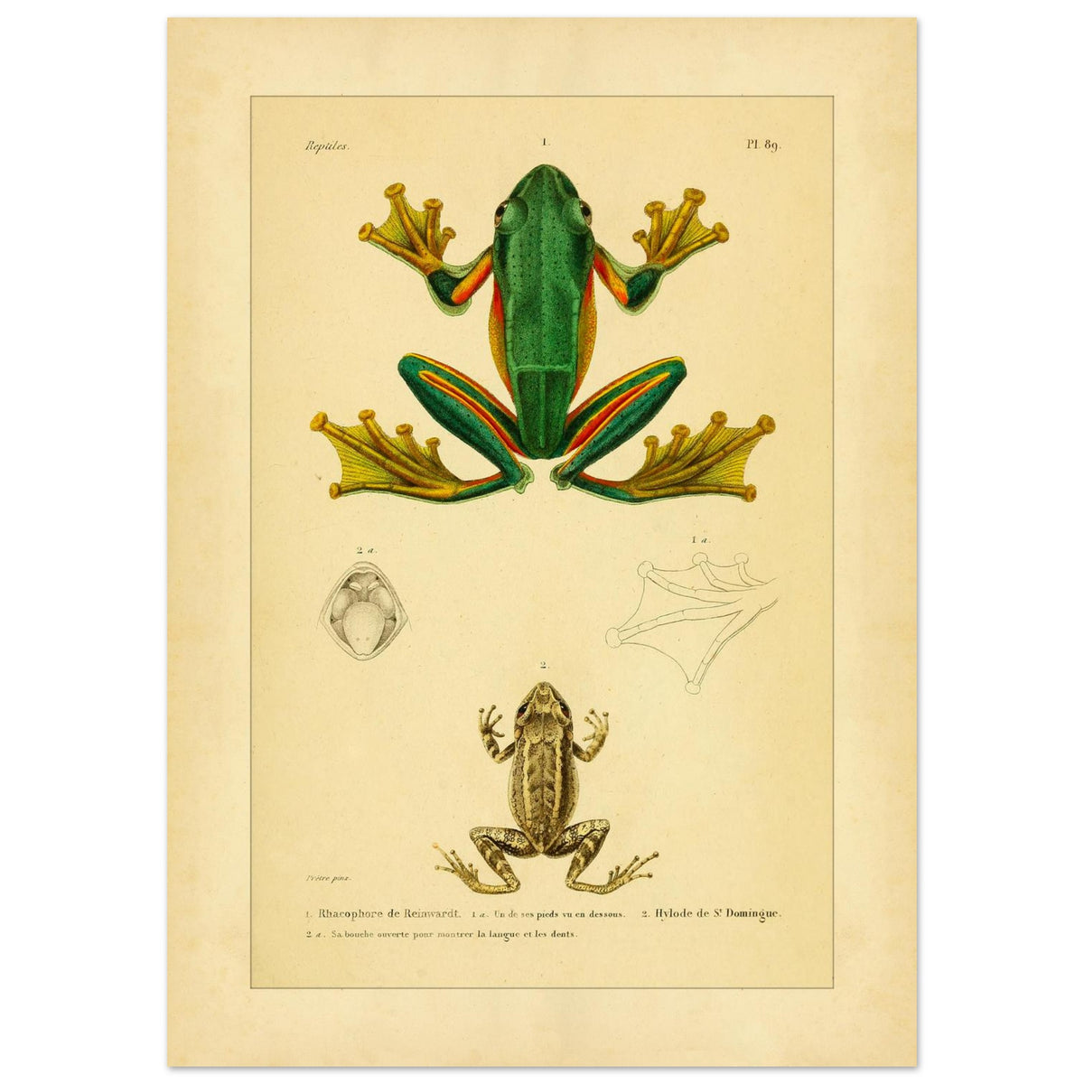 Reinwardts Ruderfrosch und Hyloden: Alte Amphibienillustration (50x70 cm). Naturhistorische Tafel aus dem Werk "Erpétologie générale ou Histoire naturelle complète des reptiles" von A.-M.-C. Duméril (1834-1840), die einen Reinwardts Ruderfrosch und einen Martinique-Pfeiffrosch zeigt.
