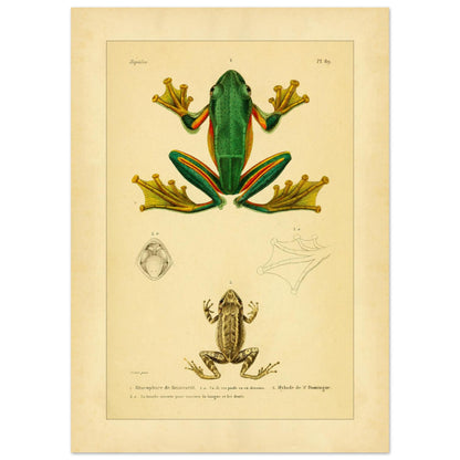 Reinwardts Ruderfrosch und Hyloden: Alte Amphibienillustration (50x70 cm). Naturhistorische Tafel aus dem Werk "Erpétologie générale ou Histoire naturelle complète des reptiles" von A.-M.-C. Duméril (1834-1840), die einen Reinwardts Ruderfrosch und einen Martinique-Pfeiffrosch zeigt.