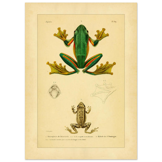 Reinwardts Ruderfrosch und Hyloden: Alte Amphibienillustration (50x70 cm). Naturhistorische Tafel aus dem Werk "Erpétologie générale ou Histoire naturelle complète des reptiles" von A.-M.-C. Duméril (1834-1840), die einen Reinwardts Ruderfrosch und einen Martinique-Pfeiffrosch zeigt.