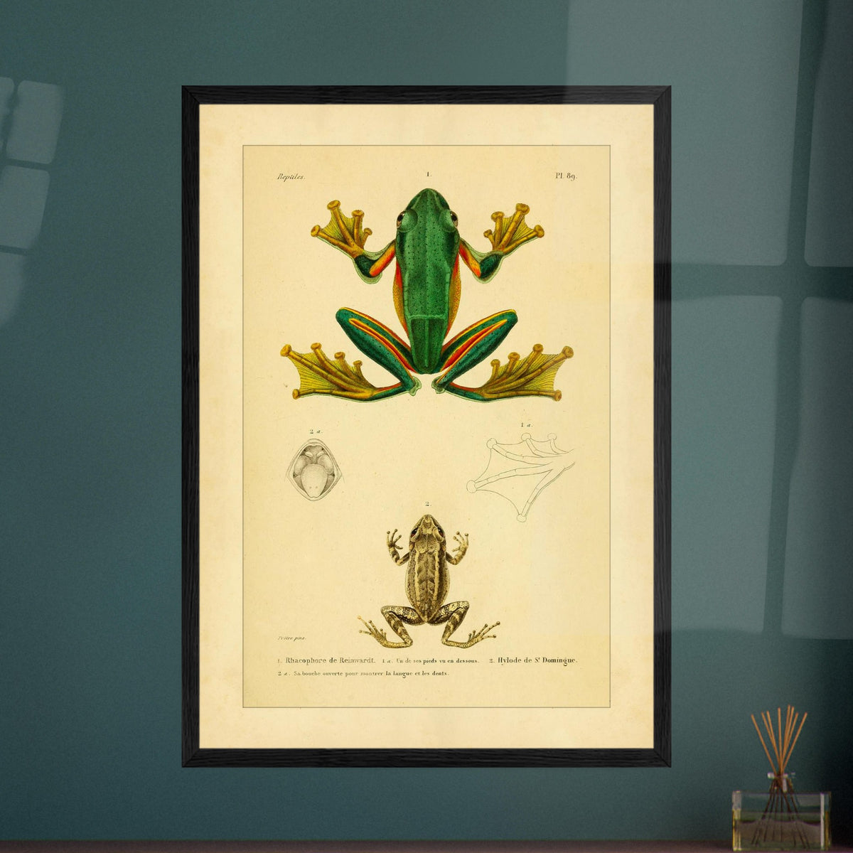 Reinwardts Ruderfrosch und Hyloden: Alte Amphibienillustration. Naturhistorische Tafel aus dem Werk "Erpétologie générale ou Histoire naturelle complète des reptiles" von A.-M.-C. Duméril (1834-1840), die einen Reinwardts Ruderfrosch und einen Martinique-Pfeiffrosch zeigt.