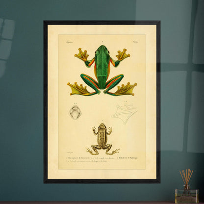 Reinwardts Ruderfrosch und Hyloden: Alte Amphibienillustration. Naturhistorische Tafel aus dem Werk "Erpétologie générale ou Histoire naturelle complète des reptiles" von A.-M.-C. Duméril (1834-1840), die einen Reinwardts Ruderfrosch und einen Martinique-Pfeiffrosch zeigt.