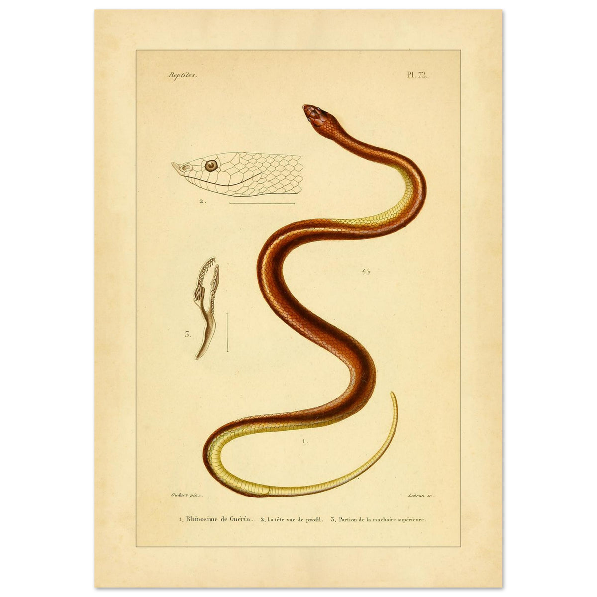 Illustrationsreproduktion der Guérin-Rhinosime Schlange (21x29,7 cm (A4)). Antike wissenschaftliche Tafel mit der Darstellung einer Schlange, 'Rhinosime de Guérin', ihres Kopfes im Profil und eines Teils ihres Kiefers, mit Anmerkungen auf Französisch.