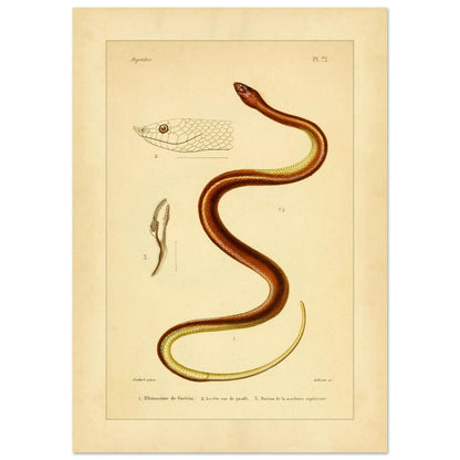 Illustrationsreproduktion der Guérin-Rhinosime Schlange (29,7x42 cm (A3)). Antike wissenschaftliche Tafel mit der Darstellung einer Schlange, 'Rhinosime de Guérin', ihres Kopfes im Profil und eines Teils ihres Kiefers, mit Anmerkungen auf Französisch.