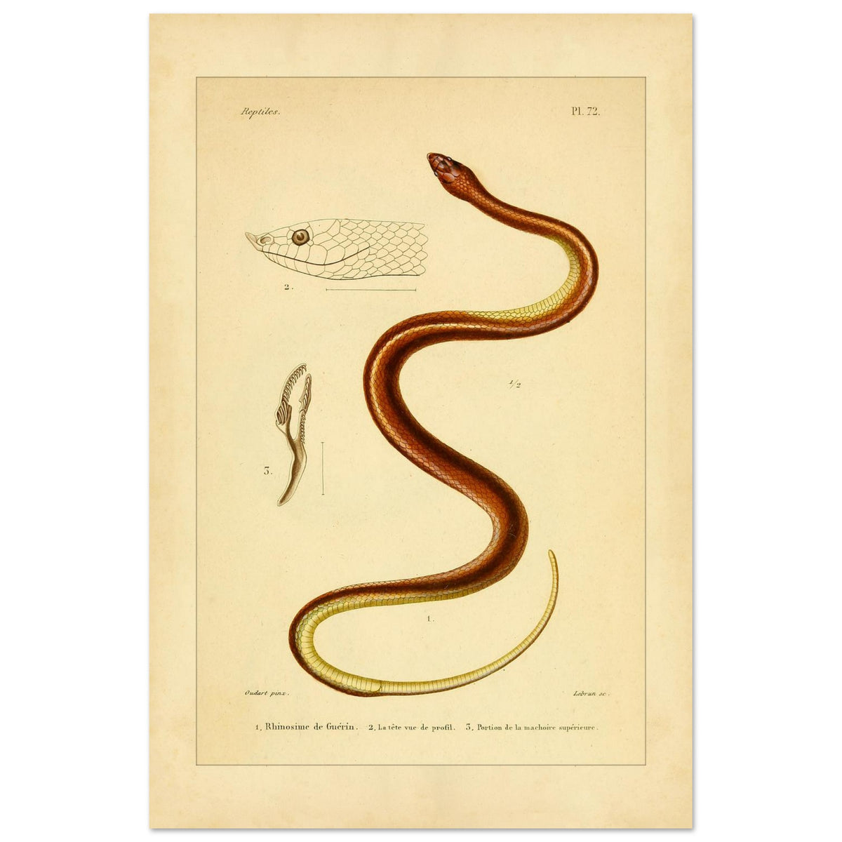 Illustrationsreproduktion der Guérin-Rhinosime Schlange (40x60 cm). Antike wissenschaftliche Tafel mit der Darstellung einer Schlange, 'Rhinosime de Guérin', ihres Kopfes im Profil und eines Teils ihres Kiefers, mit Anmerkungen auf Französisch.