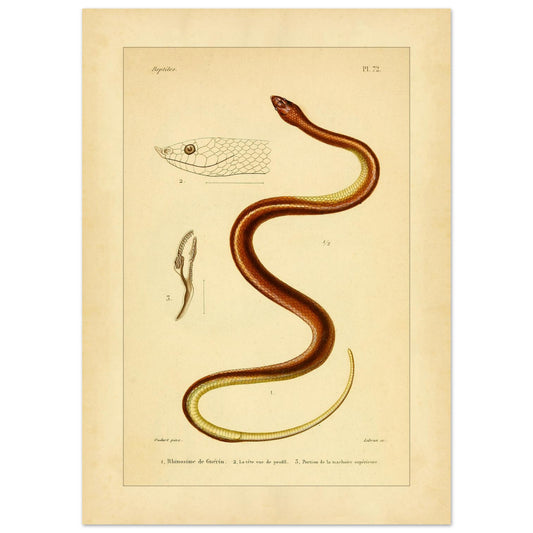 Illustrationsreproduktion der Guérin-Rhinosime Schlange (50x70 cm). Antike wissenschaftliche Tafel mit der Darstellung einer Schlange, 'Rhinosime de Guérin', ihres Kopfes im Profil und eines Teils ihres Kiefers, mit Anmerkungen auf Französisch.