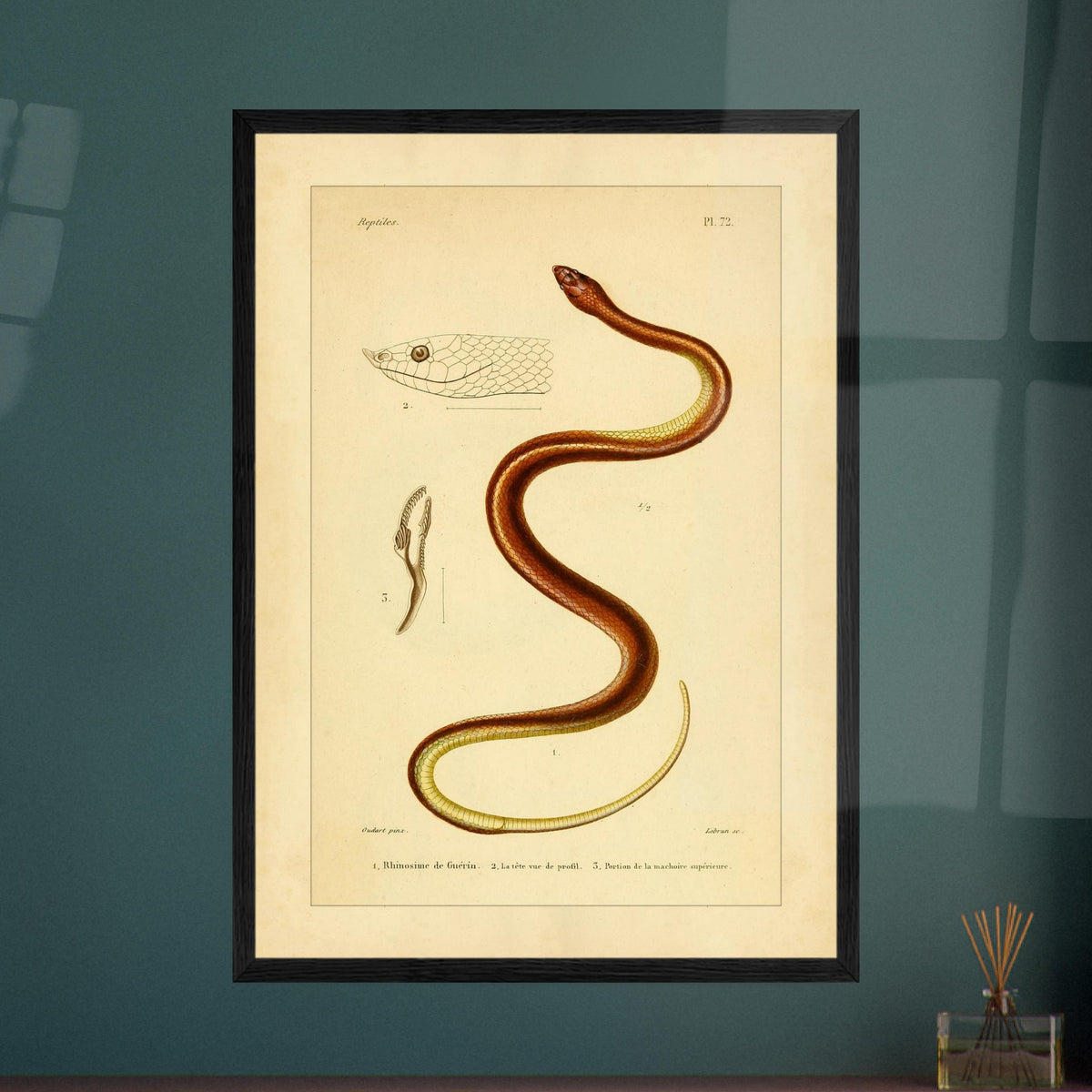Illustrationsreproduktion der Guérin-Rhinosime Schlange. Antike wissenschaftliche Tafel mit der Darstellung einer Schlange, 'Rhinosime de Guérin', ihres Kopfes im Profil und eines Teils ihres Kiefers, mit Anmerkungen auf Französisch.