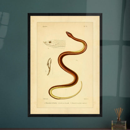 Illustrationsreproduktion der Guérin-Rhinosime Schlange. Antike wissenschaftliche Tafel mit der Darstellung einer Schlange, 'Rhinosime de Guérin', ihres Kopfes im Profil und eines Teils ihres Kiefers, mit Anmerkungen auf Französisch.