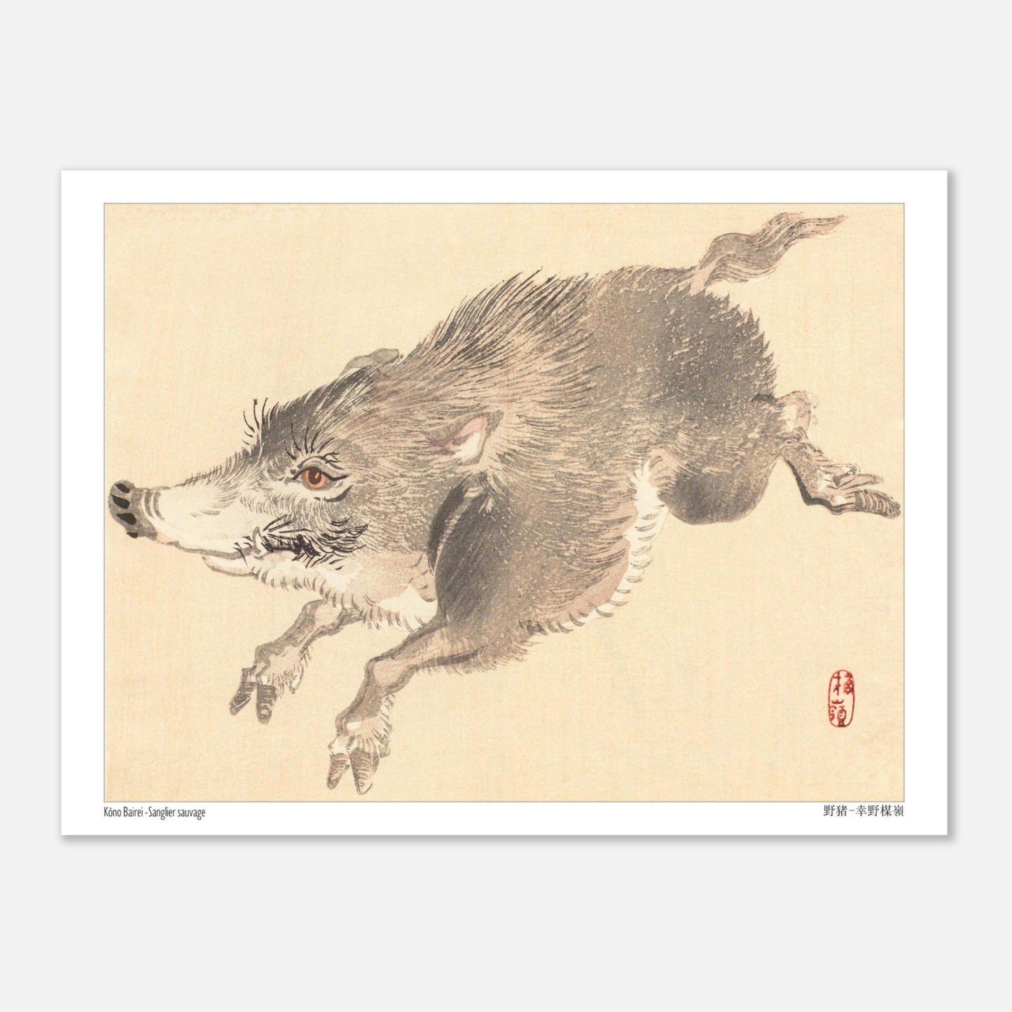 Illustration naturaliste d'un Sanglier sauvage par Kōno Bairei (15x20 cm). Illustration naturaliste d'un sanglier sauvage en plein saut, par Kōno Bairei.