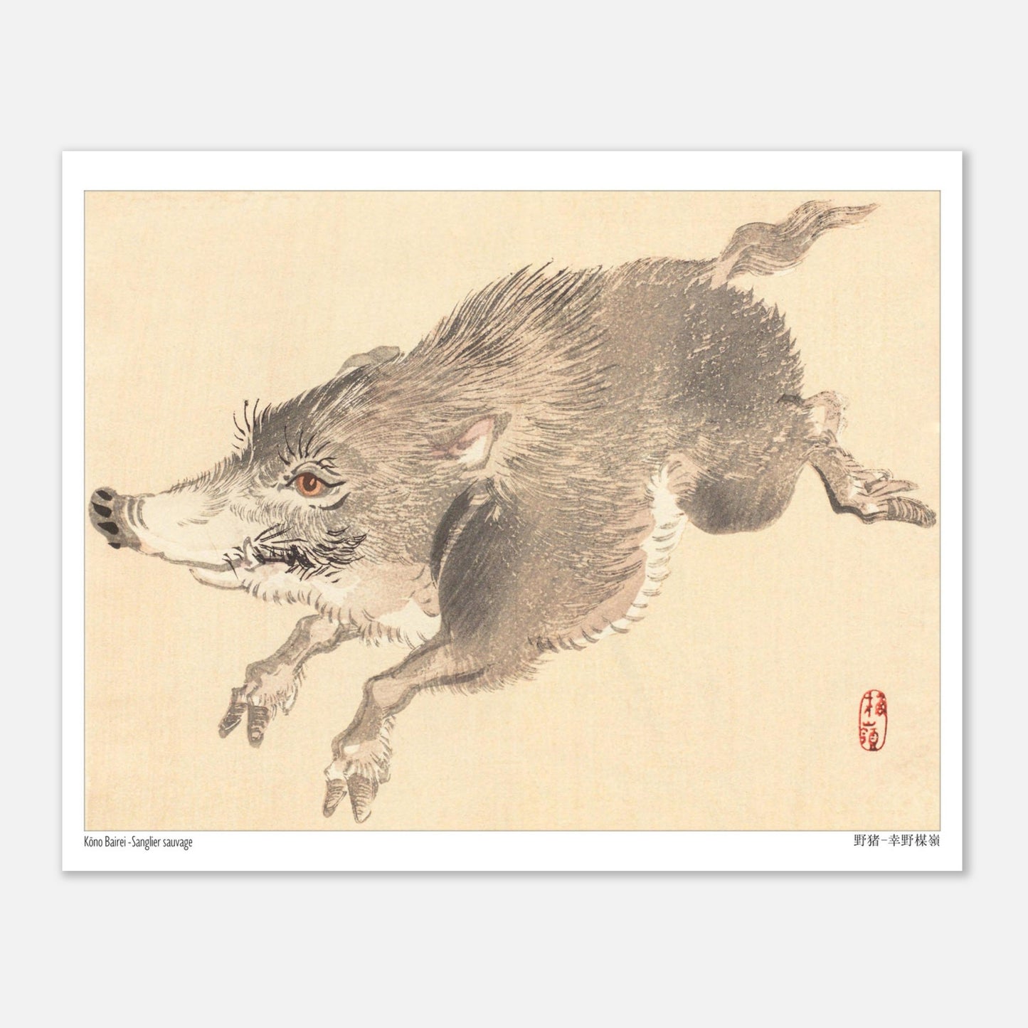 Illustration naturaliste d'un Sanglier sauvage par Kōno Bairei (20x25 cm). Illustration naturaliste d'un sanglier sauvage en plein saut, par Kōno Bairei.