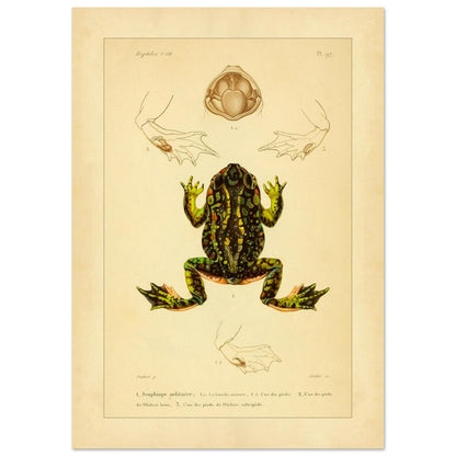 Tafel zu Schaufelfuß und Kröten: Antike wissenschaftliche Illustration (21x29,7 cm (A4)). Herpetologische Tafel mit der Darstellung einer farbigen Knoblauchkröte sowie Details von Füßen und Maul und Ansichten von Pelobates-Füßen.