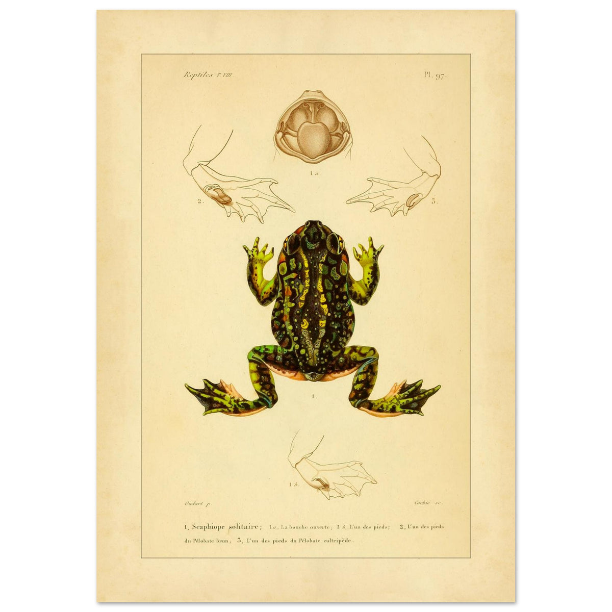 Tafel zu Schaufelfuß und Kröten: Antike wissenschaftliche Illustration (29,7x42 cm (A3)). Herpetologische Tafel mit der Darstellung einer farbigen Knoblauchkröte sowie Details von Füßen und Maul und Ansichten von Pelobates-Füßen.