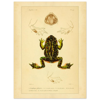 Tafel zu Schaufelfuß und Kröten: Antike wissenschaftliche Illustration (30x40 cm). Herpetologische Tafel mit der Darstellung einer farbigen Knoblauchkröte sowie Details von Füßen und Maul und Ansichten von Pelobates-Füßen.
