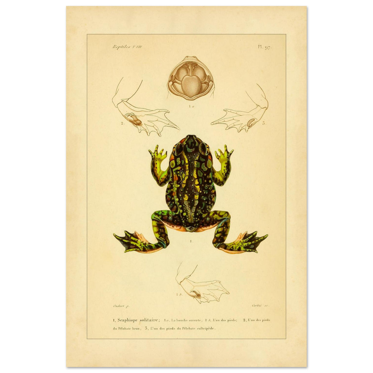Tafel zu Schaufelfuß und Kröten: Antike wissenschaftliche Illustration (40x60 cm). Herpetologische Tafel mit der Darstellung einer farbigen Knoblauchkröte sowie Details von Füßen und Maul und Ansichten von Pelobates-Füßen.