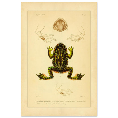 Tafel zu Schaufelfuß und Kröten: Antike wissenschaftliche Illustration (40x60 cm). Herpetologische Tafel mit der Darstellung einer farbigen Knoblauchkröte sowie Details von Füßen und Maul und Ansichten von Pelobates-Füßen.
