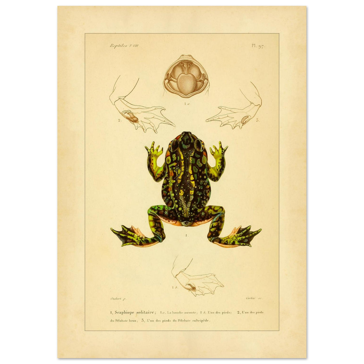 Tafel zu Schaufelfuß und Kröten: Antike wissenschaftliche Illustration (42x59,4 cm (A2)). Herpetologische Tafel mit der Darstellung einer farbigen Knoblauchkröte sowie Details von Füßen und Maul und Ansichten von Pelobates-Füßen.