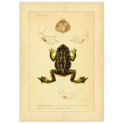 Tafel zu Schaufelfuß und Kröten: Antike wissenschaftliche Illustration (42x59,4 cm (A2)). Herpetologische Tafel mit der Darstellung einer farbigen Knoblauchkröte sowie Details von Füßen und Maul und Ansichten von Pelobates-Füßen.