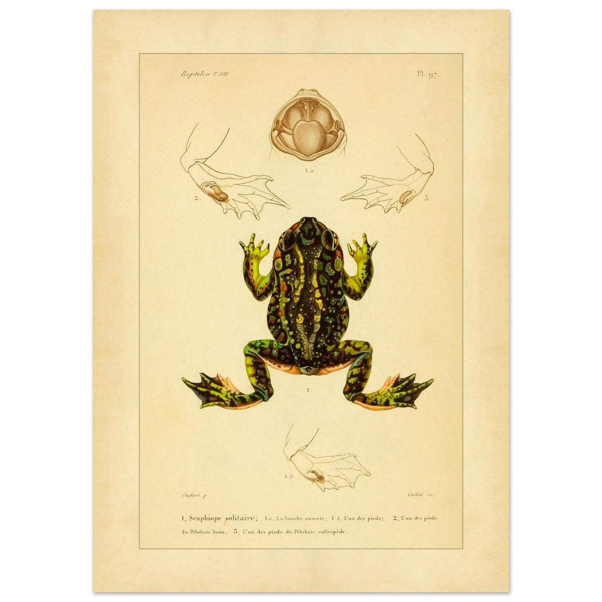 Tafel zu Schaufelfuß und Kröten: Antike wissenschaftliche Illustration (50x70 cm). Herpetologische Tafel mit der Darstellung einer farbigen Knoblauchkröte sowie Details von Füßen und Maul und Ansichten von Pelobates-Füßen.
