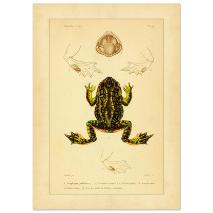 Tafel zu Schaufelfuß und Kröten: Antike wissenschaftliche Illustration (50x70 cm). Herpetologische Tafel mit der Darstellung einer farbigen Knoblauchkröte sowie Details von Füßen und Maul und Ansichten von Pelobates-Füßen.