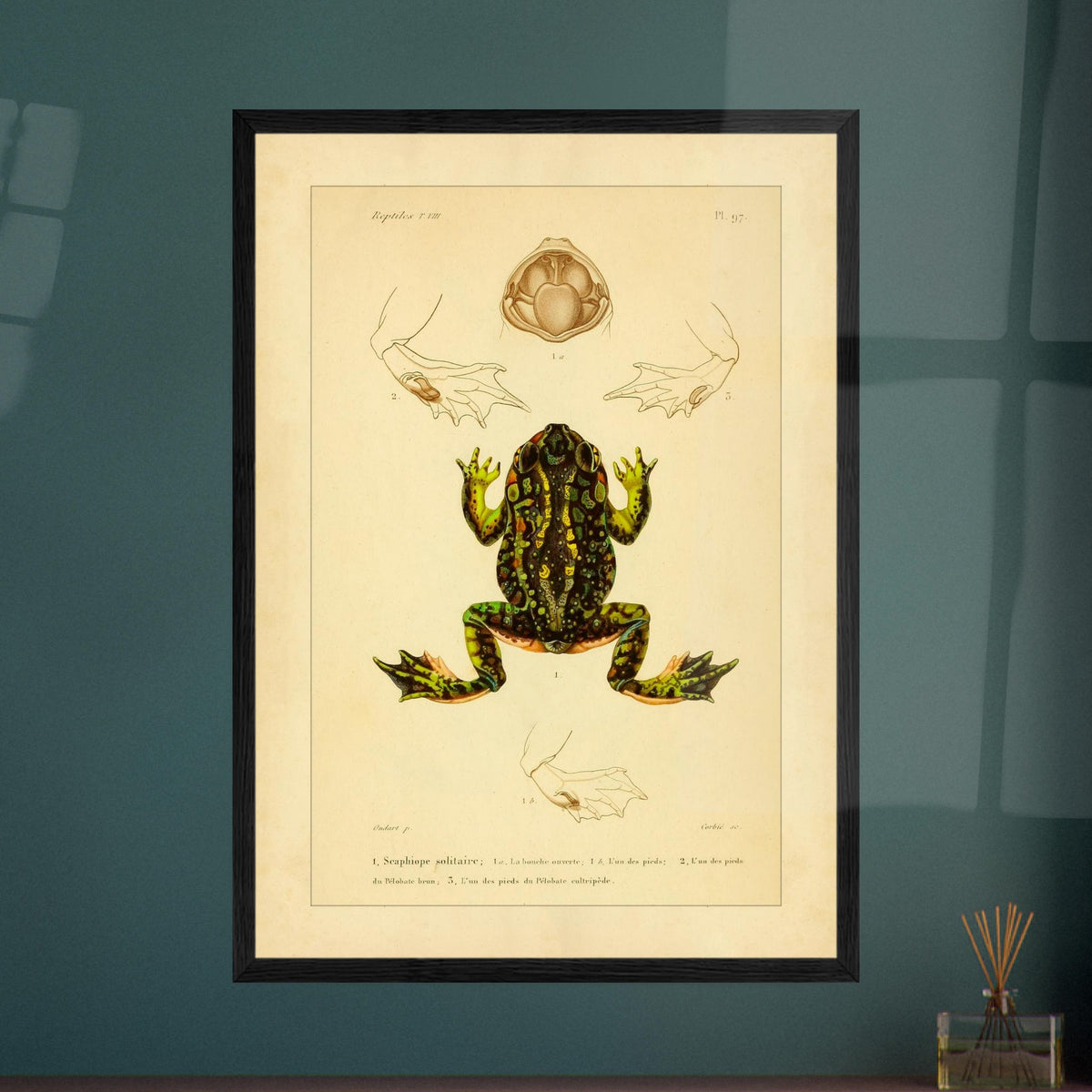 Tafel zu Schaufelfuß und Kröten: Antike wissenschaftliche Illustration. Herpetologische Tafel mit der Darstellung einer farbigen Knoblauchkröte sowie Details von Füßen und Maul und Ansichten von Pelobates-Füßen.