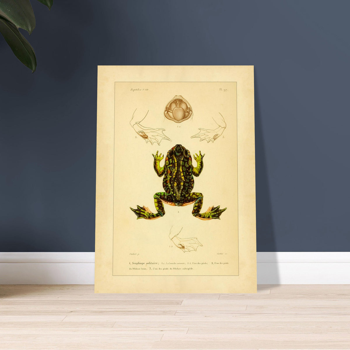 Tafel zu Schaufelfuß und Kröten: Antike wissenschaftliche Illustration. Herpetologische Tafel mit der Darstellung einer farbigen Knoblauchkröte sowie Details von Füßen und Maul und Ansichten von Pelobates-Füßen.