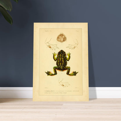Tafel zu Schaufelfuß und Kröten: Antike wissenschaftliche Illustration. Herpetologische Tafel mit der Darstellung einer farbigen Knoblauchkröte sowie Details von Füßen und Maul und Ansichten von Pelobates-Füßen.