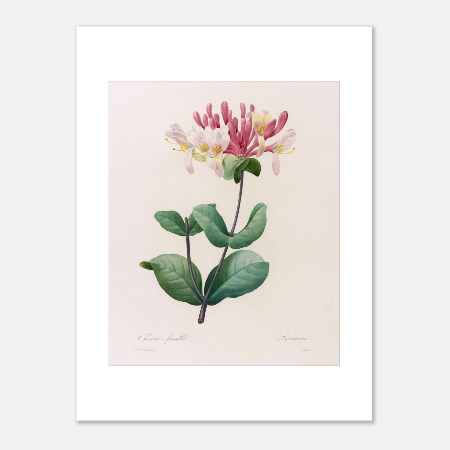 Gravure ancienne du Chèvre-Feuille par Pierre-Joseph Redouté (30x40 cm). Planche botanique de Pierre-Joseph Redouté représentant une plante de chèvre-feuille avec des fleurs roses et blanches et des feuilles vertes.