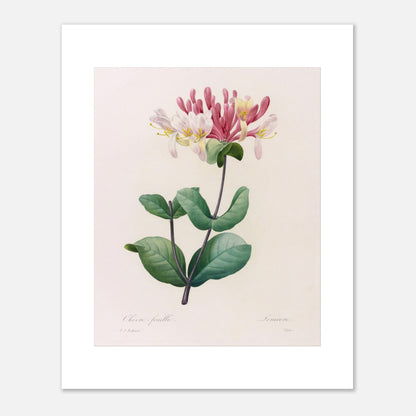 Gravure ancienne du Chèvre-Feuille par Pierre-Joseph Redouté (40x50 cm). Planche botanique de Pierre-Joseph Redouté représentant une plante de chèvre-feuille avec des fleurs roses et blanches et des feuilles vertes.
