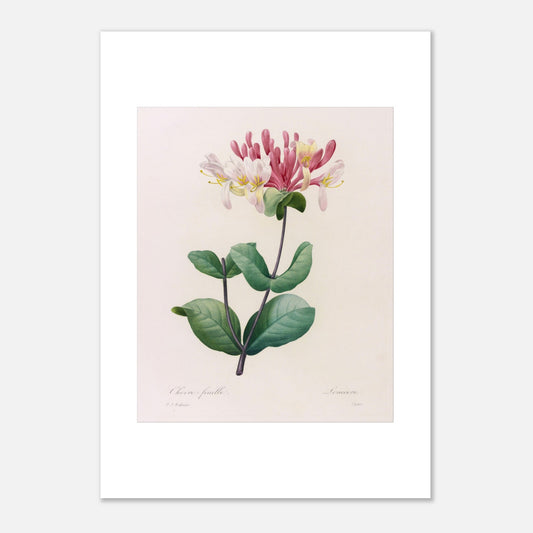 Gravure ancienne du Chèvre-Feuille par Pierre-Joseph Redouté (42x59,4 cm (A2)). Planche botanique de Pierre-Joseph Redouté représentant une plante de chèvre-feuille avec des fleurs roses et blanches et des feuilles vertes.