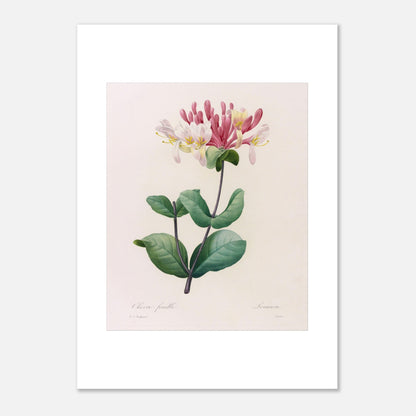 Gravure ancienne du Chèvre-Feuille par Pierre-Joseph Redouté (50x70 cm). Planche botanique de Pierre-Joseph Redouté représentant une plante de chèvre-feuille avec des fleurs roses et blanches et des feuilles vertes.