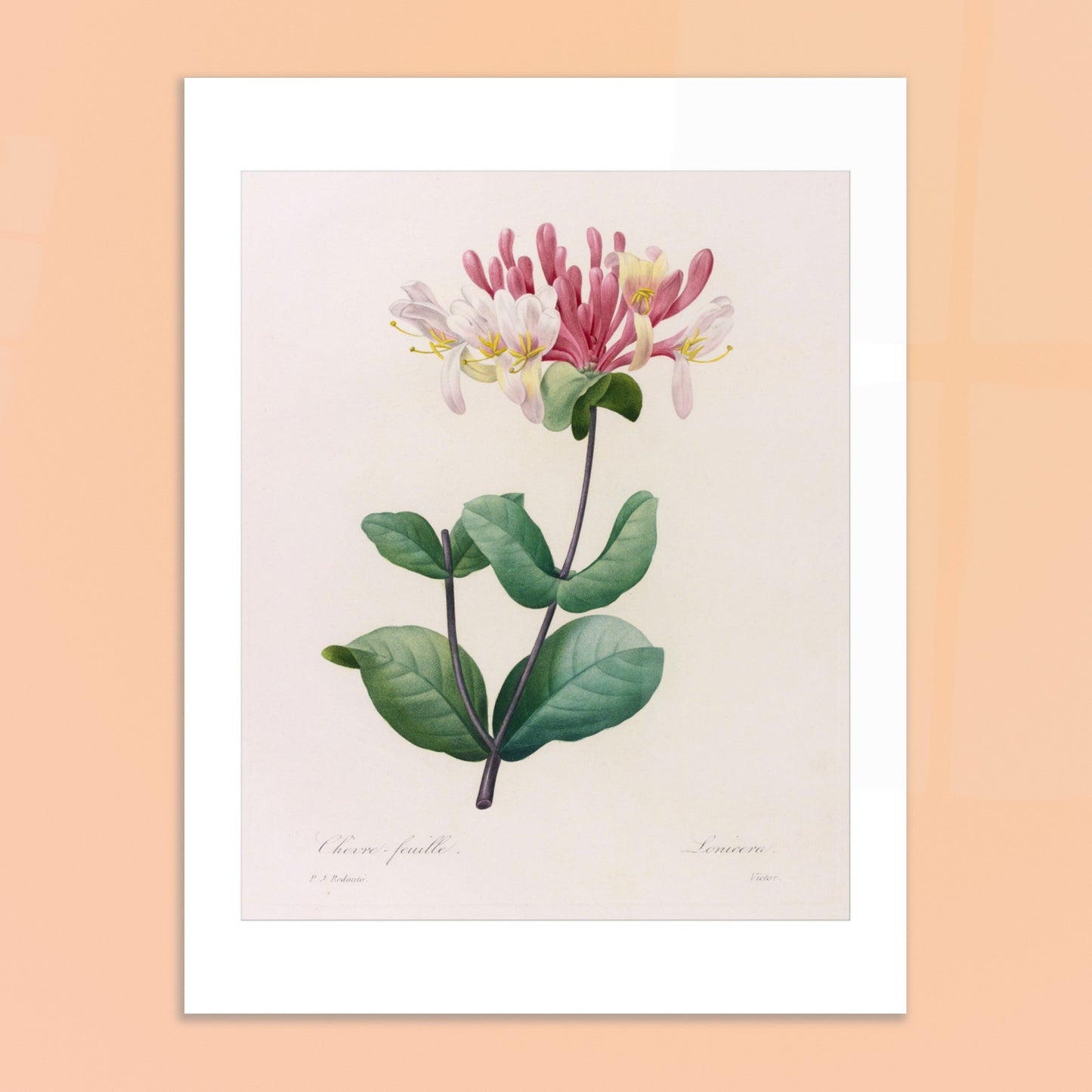 Gravure ancienne du Chèvre-Feuille par Pierre-Joseph Redouté. Planche botanique de Pierre-Joseph Redouté représentant une plante de chèvre-feuille avec des fleurs roses et blanches et des feuilles vertes. Image d'illustration 6