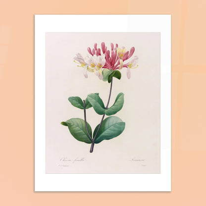 Gravure ancienne du Chèvre-Feuille par Pierre-Joseph Redouté. Planche botanique de Pierre-Joseph Redouté représentant une plante de chèvre-feuille avec des fleurs roses et blanches et des feuilles vertes. Image d'illustration 6
