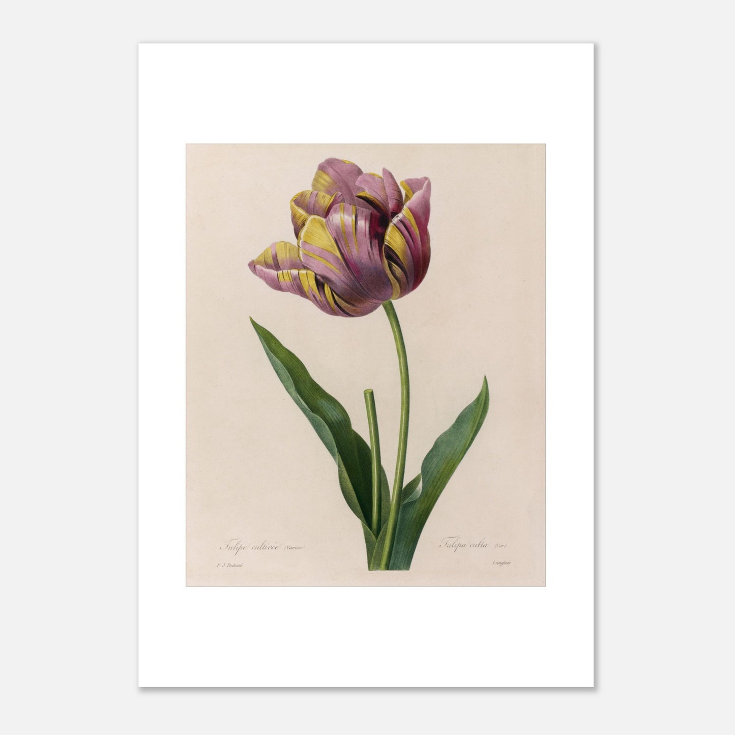 Planche botanique de Tulipe Cultivée panachée, Pierre-Joseph Redouté (21x29,7 cm (A4)). Planche botanique de Pierre-Joseph Redouté représentant une tulipe aux pétales rayés de violet et de jaune, avec des feuilles vertes.
