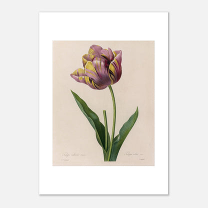 Planche botanique de Tulipe Cultivée panachée, Pierre-Joseph Redouté (21x29,7 cm (A4)). Planche botanique de Pierre-Joseph Redouté représentant une tulipe aux pétales rayés de violet et de jaune, avec des feuilles vertes.